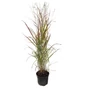 Kép 1/2 - Panicum virgatum 'Heavy Metal' / Vesszős köles