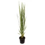 Kép 1/2 - Panicum virgatum 'Northwind' / Vesszős köles