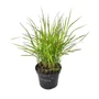 Kép 1/2 - Panicum virgatum 'Sangria' / Vesszős köles