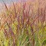 Kép 2/2 - Panicum virgatum 'Sangria' / Vesszős köles
