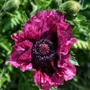 Kép 2/2 - Papaver orientale 'Patty's Plum' / Díszpipacs, keleti mák