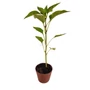 Kép 1/2 - 'Fehérözön' paprika palánta