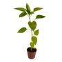 Kép 2/2 - 'Táltos' paprika palánta