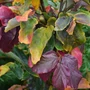 Kép 3/3 - Parrotia persica / Perzsa varázsfa