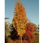 Kép 2/2 - Parrotia persica 'Persian Spire' / Oszlopos perzsa varázsfa