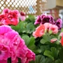 Kép 2/2 - Pelargonium x grandiflorum / Angol muskátli