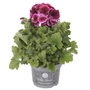 Kép 1/2 - Pelargonium x grandiflorum / Angol muskátli