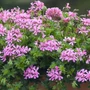 Kép 2/3 - Pelargonium peltatum / Futó muskátli