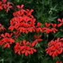 Kép 3/3 - Pelargonium peltatum / Futó muskátli
