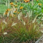Kép 2/2 - Pennisetum alopecuroides 'Burgundy Bunny' / Törpe tollborzfű