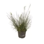 Kép 1/2 - Pennisetum alopecuroides 'Little Bunny' / Törpe évelő tollborzfű