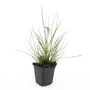 Kép 1/2 - Pennisetum alopecuroides 'Little Bunny' / Törpe évelő tollborzfű