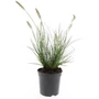 Kép 1/2 - Pennisetum alopecuroides 'Little Bunny' / Törpe évelő tollborzfű
