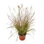 Kép 2/2 - Pennisetum alopecuroides 'Burgundy Bunny' / Törpe tollborzfű