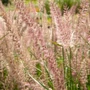 Kép 2/2 - Pennisetum orientale 'Flamingo' / Keleti tollborzfű