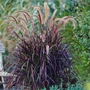 Kép 2/2 - Pennisetum setaceum 'Rubrum' / Bordó levelű tollborzfű