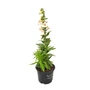 Kép 1/3 - Penstemon hartwegii 'Phoenix Apple Blossom' / Bíborlevelű bugatölcsér