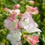Kép 2/3 - Penstemon hartwegii 'Phoenix Apple Blossom' / Bíborlevelű bugatölcsér