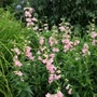 Kép 3/3 - Penstemon hartwegii 'Phoenix Apple Blossom' / Bíborlevelű bugatölcsér