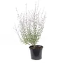 Kép 1/2 - Perovskia atriplicifolia 'Little Spire' / Törpe sudárzsálya