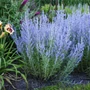 Kép 2/2 - Perovskia atriplicifolia 'Little spire' / Törpe sudárzsálya