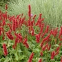 Kép 2/2 - Persicaria amplexicaulis 'Fat Domino' / Keserűfű