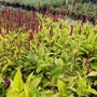 Kép 2/2 - Persicaria amplexicaulis 'Golden Arrow' / Keserűfű