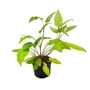 Kép 1/2 - Persicaria amplexicaulis 'Golden Arrow' / Keserűfű