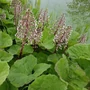 Kép 2/2 - Petasites hybridus / Vörös acsalapu