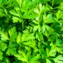Kép 2/2 - Petroselinum crispum var. neopolitanum / Simalevelű petrezselyem