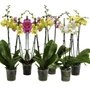 Kép 2/3 - Phalaenopsis / Lepkeorchidea, Pillekosbor (1 ágas)