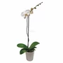 Kép 3/3 - Phalaenopsis / Lepkeorchidea, Pillekosbor (1 ágas)