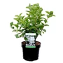 Kép 1/2 - Philadelphus coronarius / Illatos jezsámen