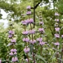 Kép 2/2 - Phlomis tuberos 'Amazone' / Gumós macskahere