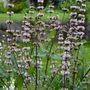 Kép 2/3 - Phlomis tuberosa 'Bronze Flamingo' / Gumós macskahere