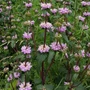 Kép 3/3 - Phlomis tuberosa 'Bronze Flamingo' / Gumós macskahere