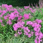 Kép 2/2 - Phlox amplifolia 'Winnetou' / Nagylevelű lángvirág