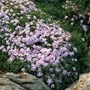 Kép 2/2 - Phlox douglasii 'Lilac Cloud' / Törpe lángvirág