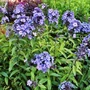 Kép 2/2 - Phlox paniculata 'Blue Boy' / Kék virágszínű bugás lángvirág