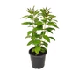 Kép 1/2 - Phlox paniculata 'Blue Boy' / Kék virágszínű bugás lángvirág