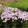 Kép 2/2 - Phlox paniculata 'Early Blush Pop' / Bugás lángvirág