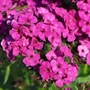 Kép 2/2 - Phlox paniculata 'Early Magenta' / Rózsaszín virágú bugás lángvirág
