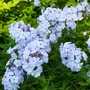 Kép 2/2 - Phlox paniculata 'Flame Pro Light Blue' / Halványkék virágú bugás lángvirág