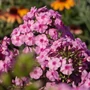 Kép 2/2 - Phlox paniculata 'Flame Pro Pink Pop' / Rózsaszín virágú bugás lángvirág