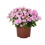 Kép 1/2 - Phlox paniculata 'Flame Pro Pink Pop' / Rózsaszín virágú bugás lángvirág