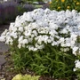 Kép 2/2 - Phlox paniculata 'Flame Pro White' / Fehér virágú bugás lángvirág