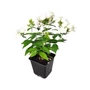 Kép 1/2 - Phlox paniculata 'Flame Pro White' / Fehér virágú bugás lángvirág