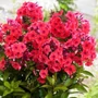 Kép 2/2 - Phlox paniculata 'Flame Watermelon' / Rózsaszín virágú bugás lángvirág