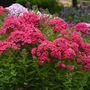 Kép 2/2 - Phlox paniculata 'Ka-Pow Pink' / Rózsaszín virágú bugás lángvirág
