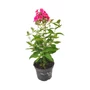 Kép 1/2 - Phlox paniculata 'Ka-Pow Pink' / Rózsaszín virágú bugás lángvirág
